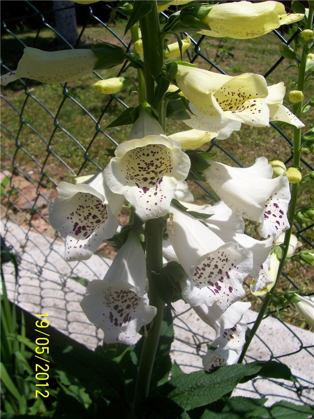 Digitalis